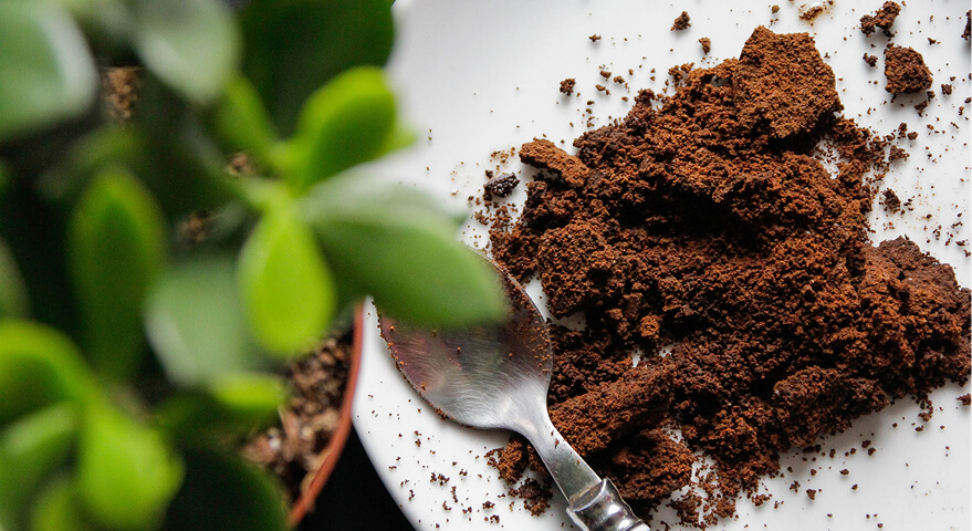 Coffee Grounds Are Valuable Resources Not Waste