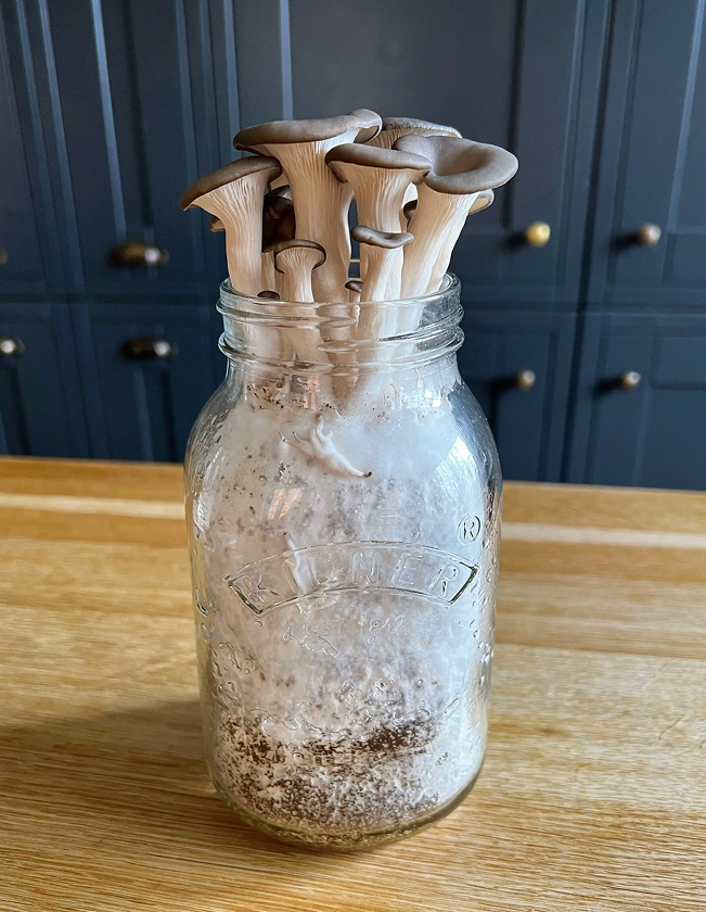 How To Grow Mushrooms In Coffee Grounds